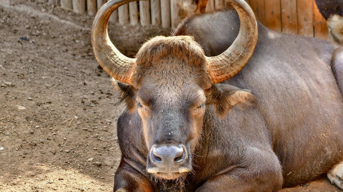 A close-up image of a resting Indian gaur with its prominent horns in focus.